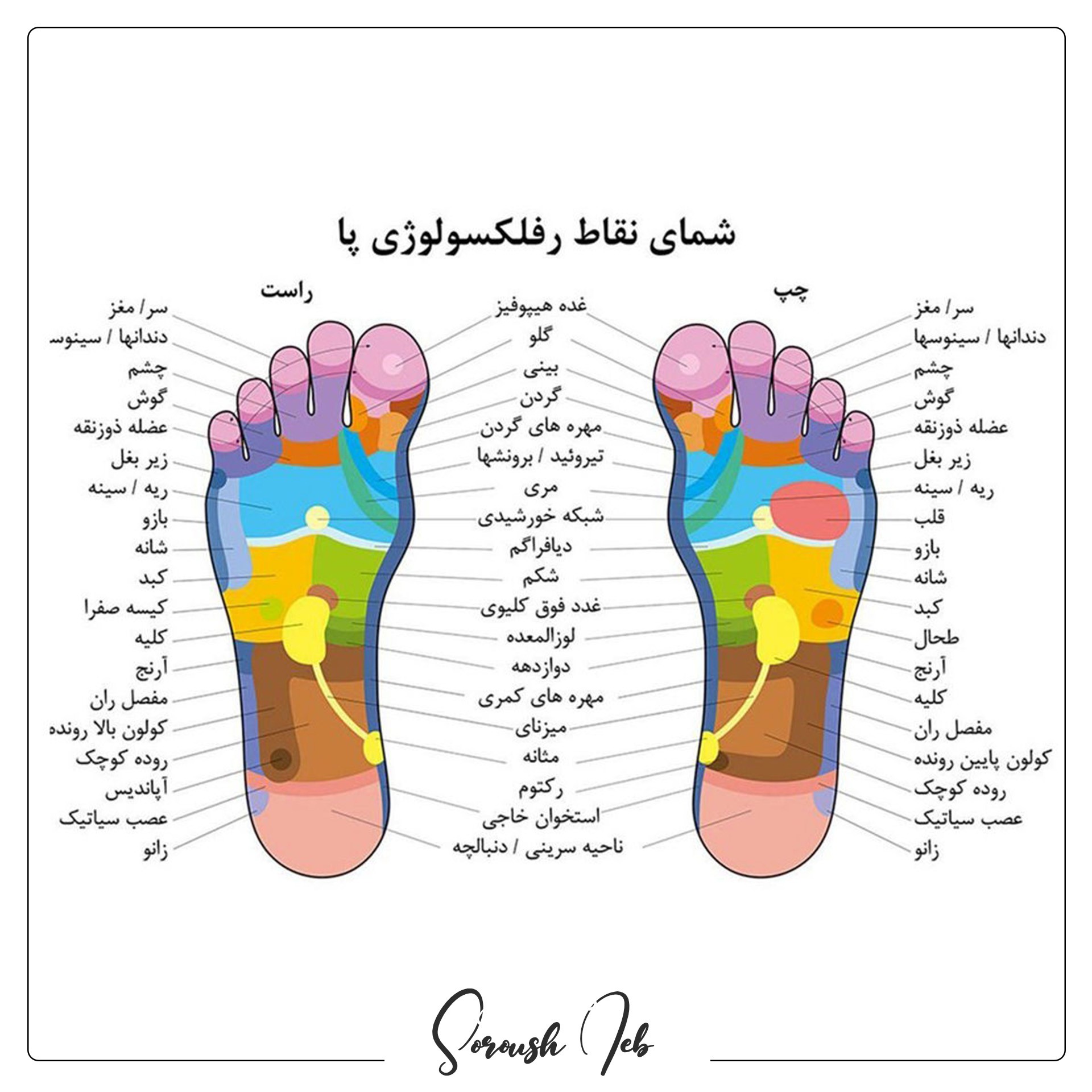 نقاط رفلوکسوژی پا که با اندام های مختلف بدن در ارتباط است